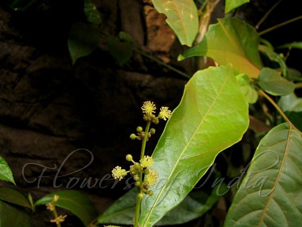 Yellow-Spotted Kamala